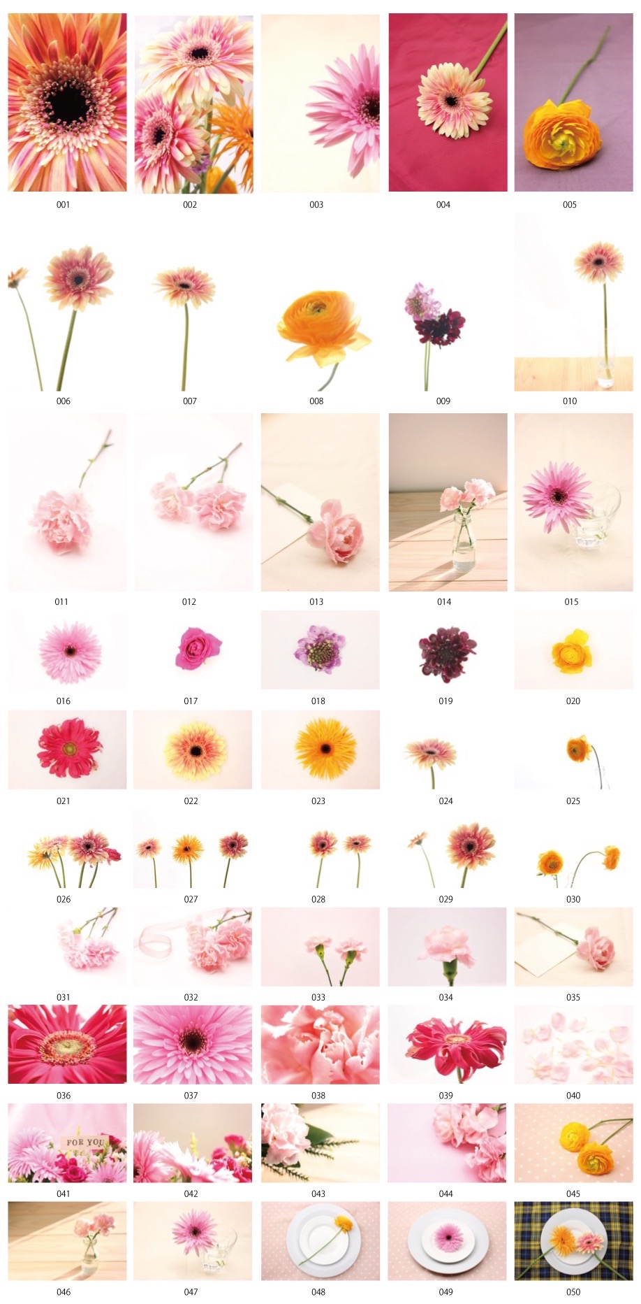 꽃 사진 vol.1