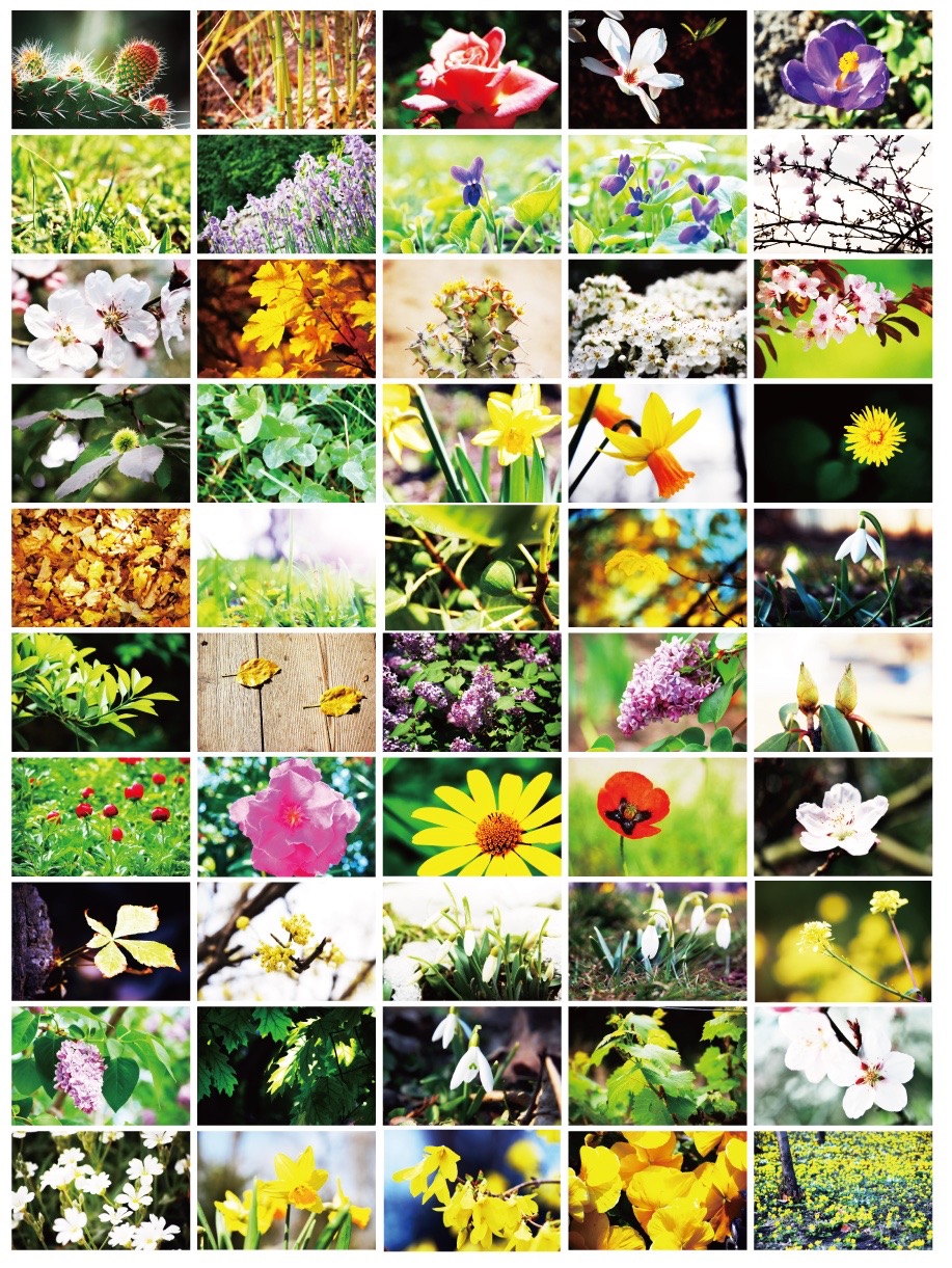 花/植物照片紋理