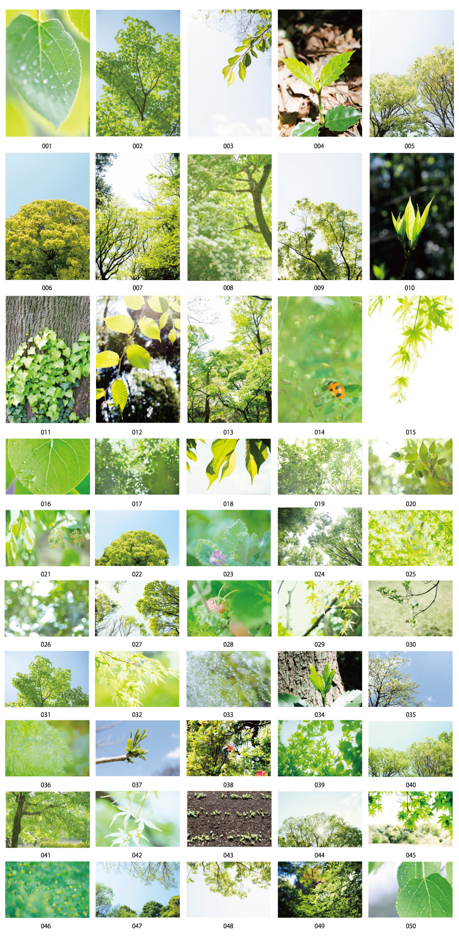 初夏の緑写真素材