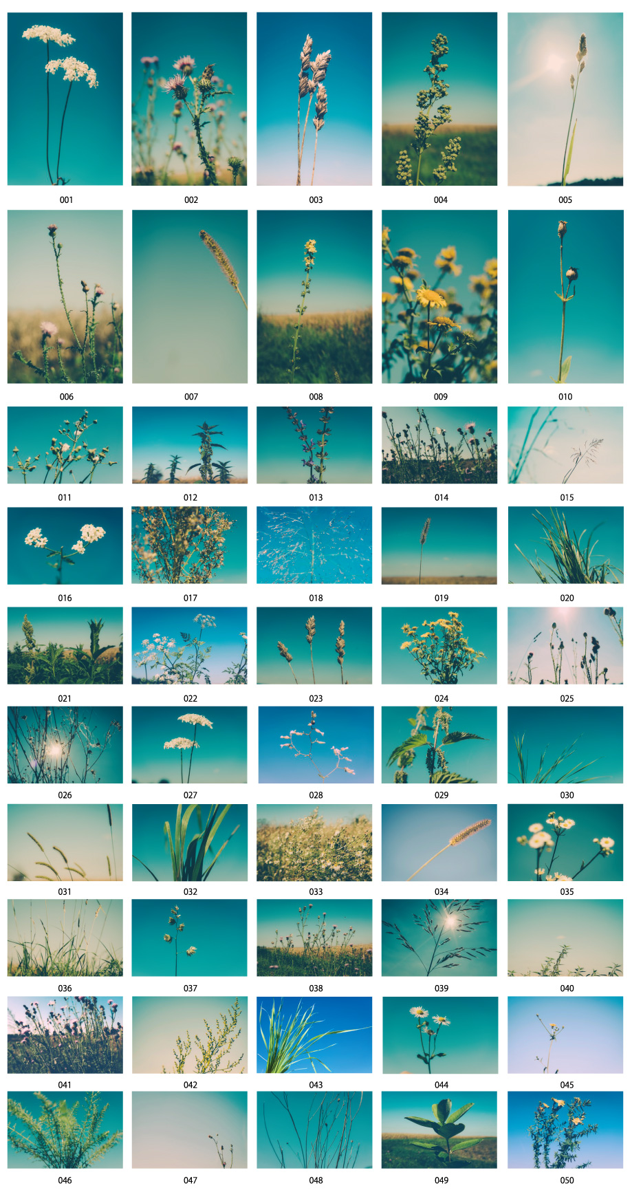 푸른 하늘과 꽃 사진 소재