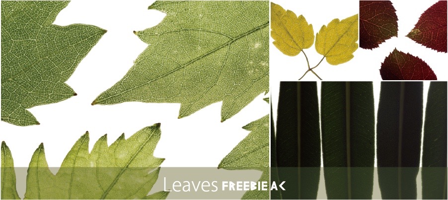 葉っぱの写真素材 無料素材ならフリービーac