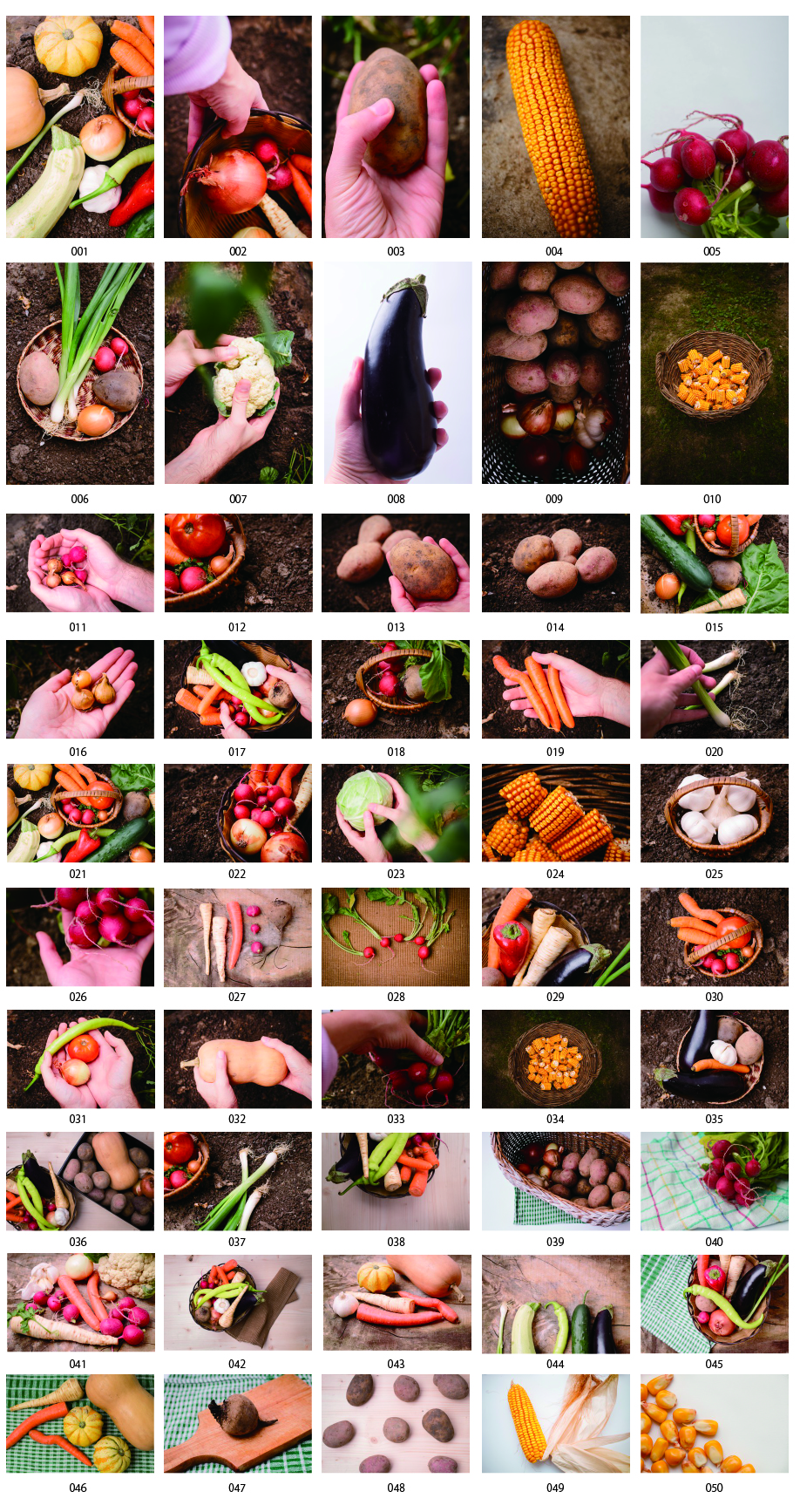 収穫野菜写真素材