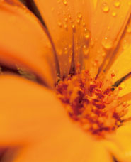 雫と花びら写真素材