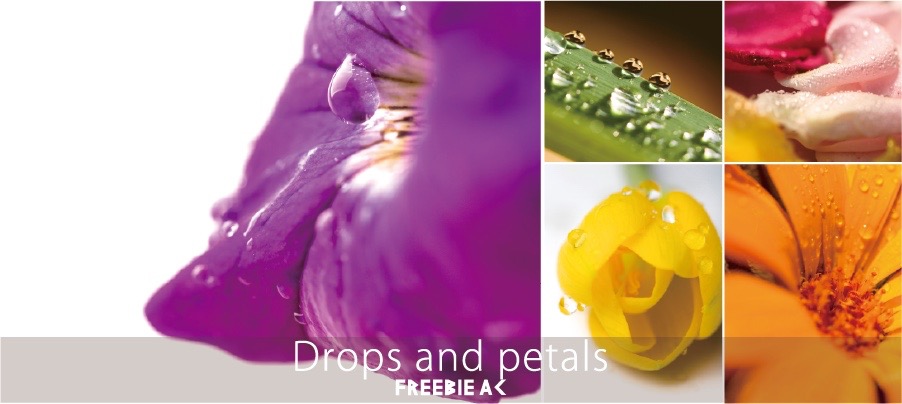 Drops and petals Stock Photos