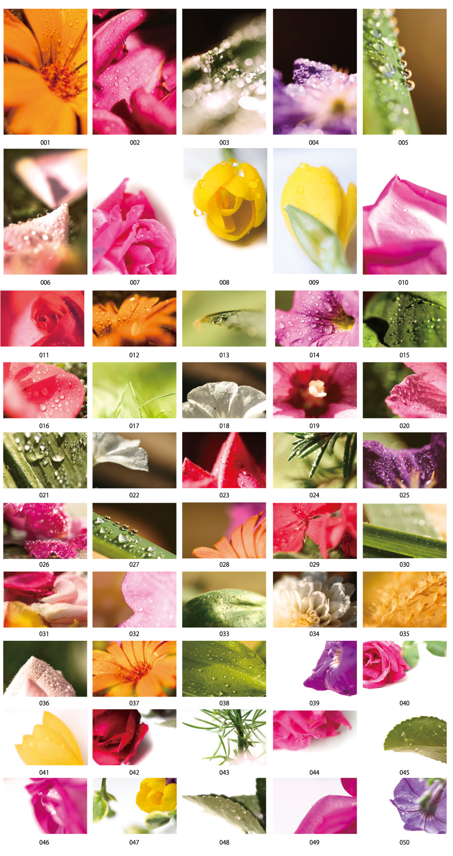 Drops and petals Stock Photos