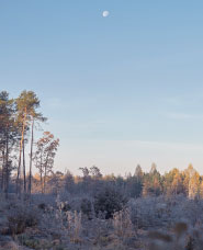 冬の森写真素材