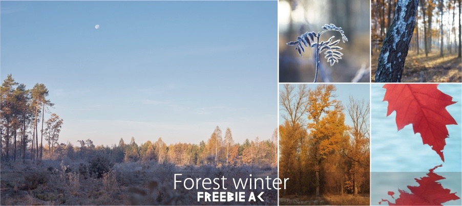 冬の森写真素材