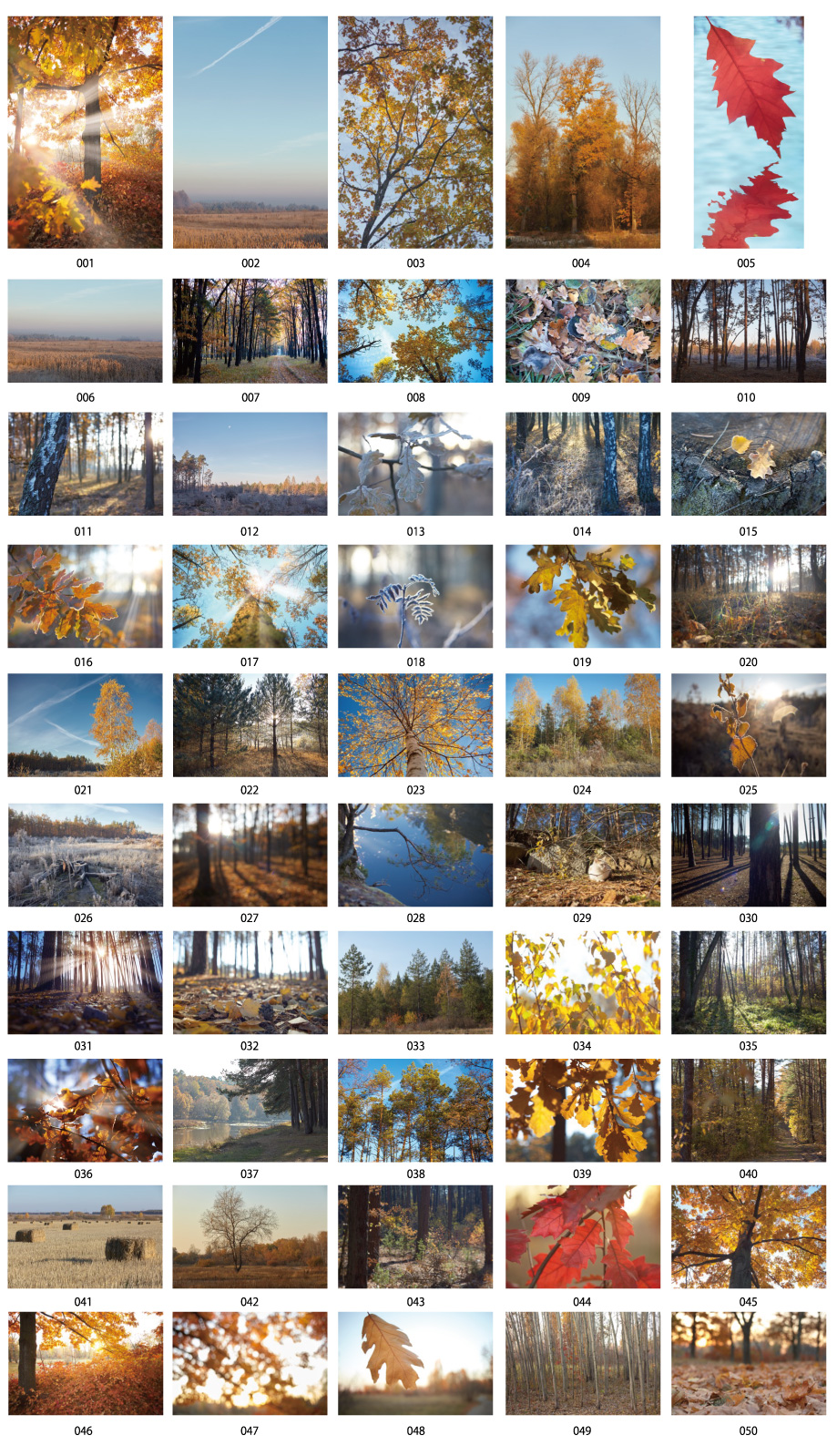 冬季森林照片材料