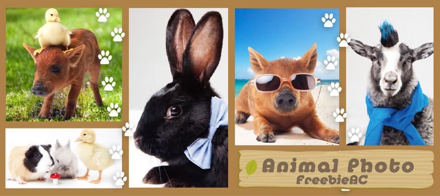 アニマル写真素材