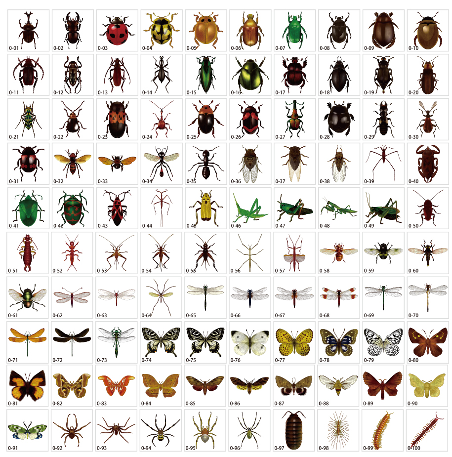 Vật liệu minh họa côn trùng thực tế