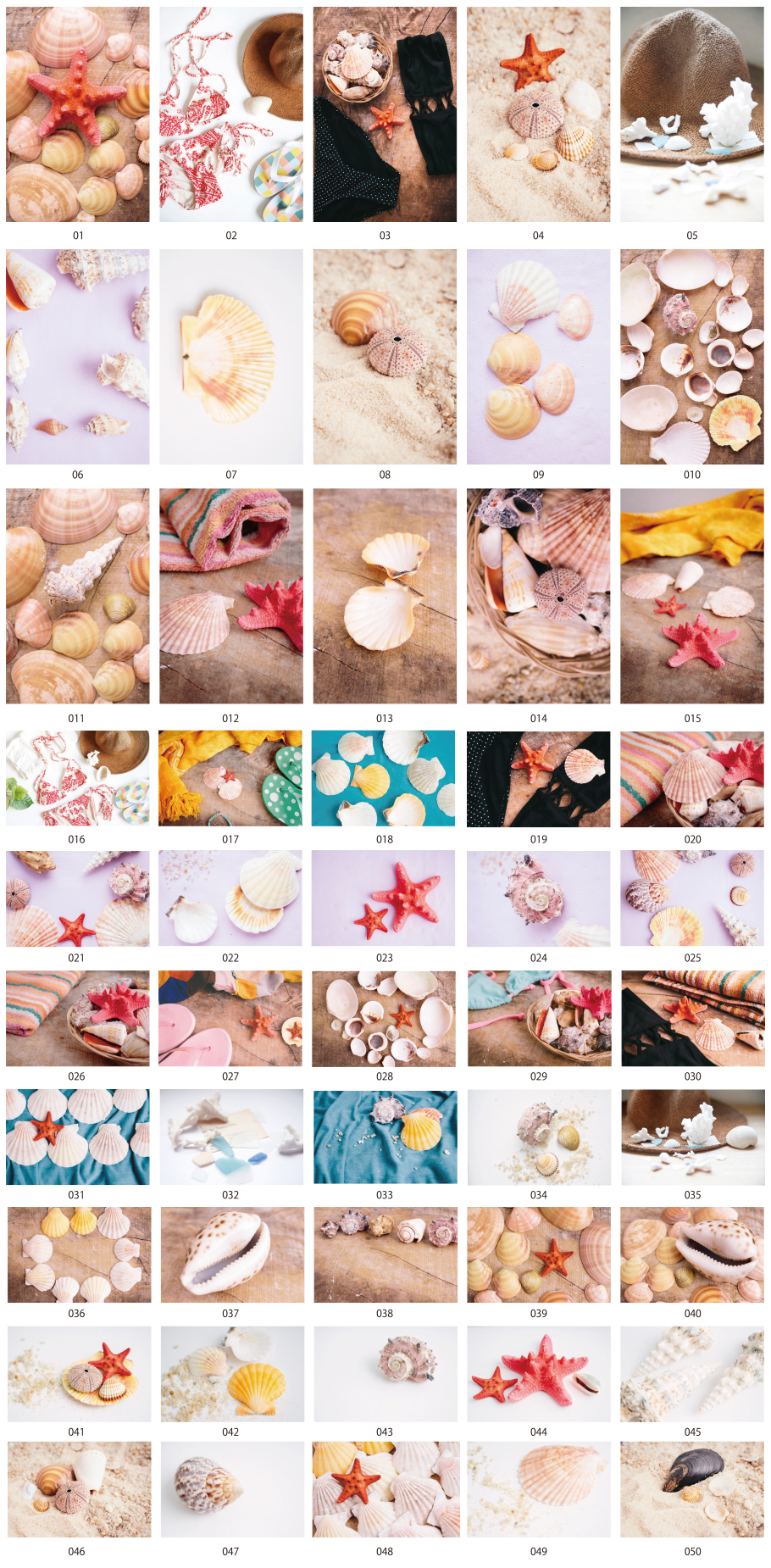 Vật liệu hình ảnh Seashell