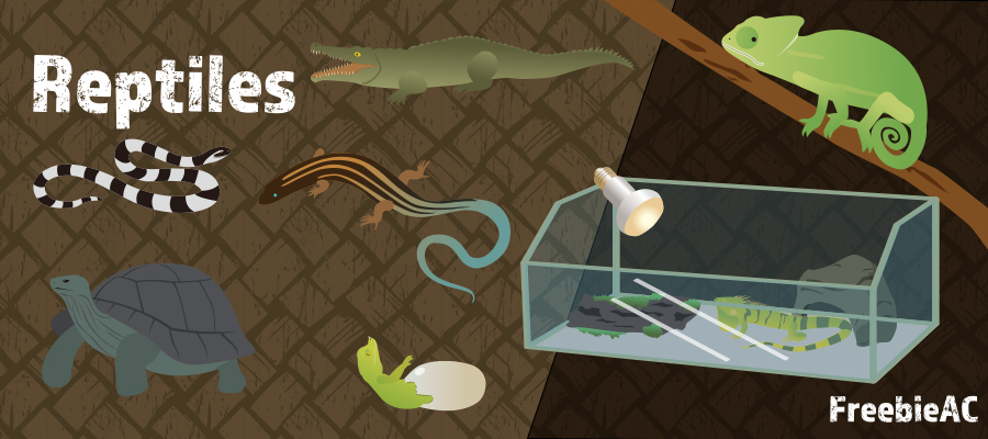 テラリウムのイラスト素材