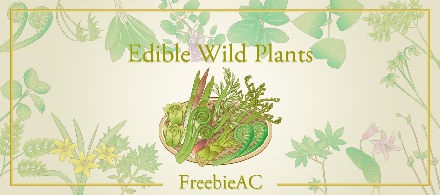 Edible wild plants illustration
