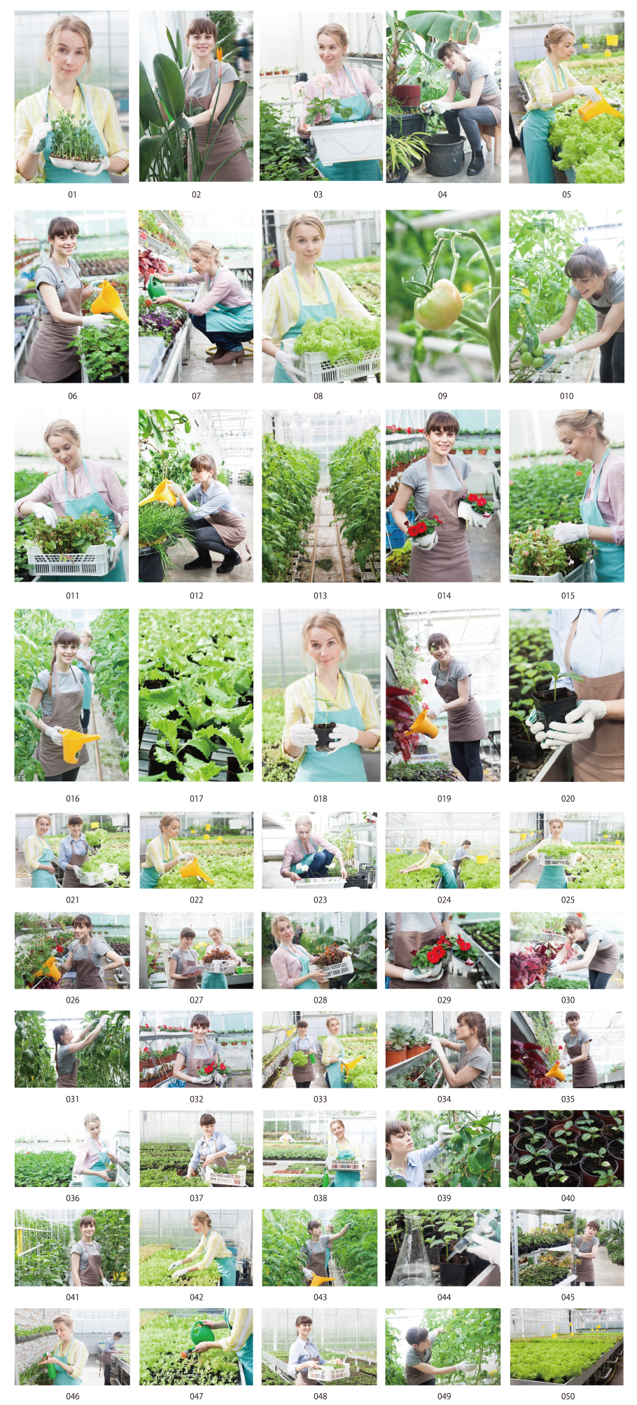 ハウス園芸の写真素材