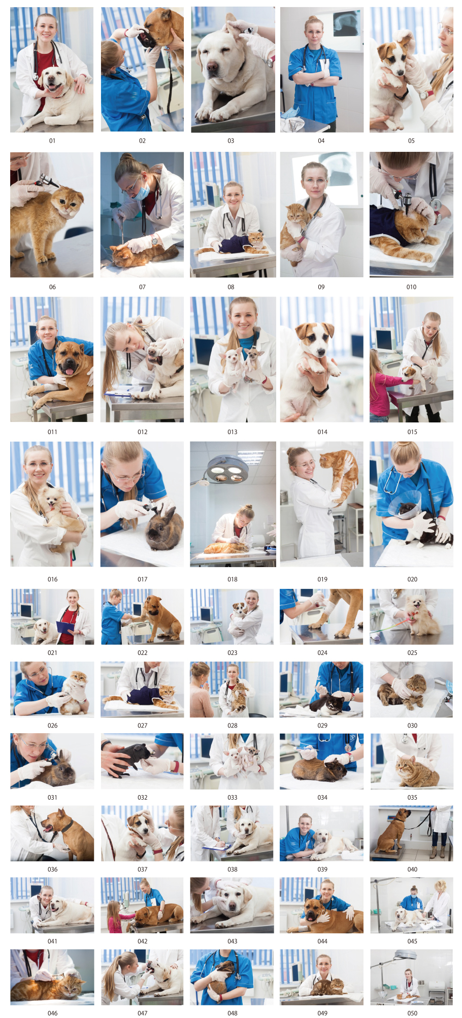 獣医の写真素材