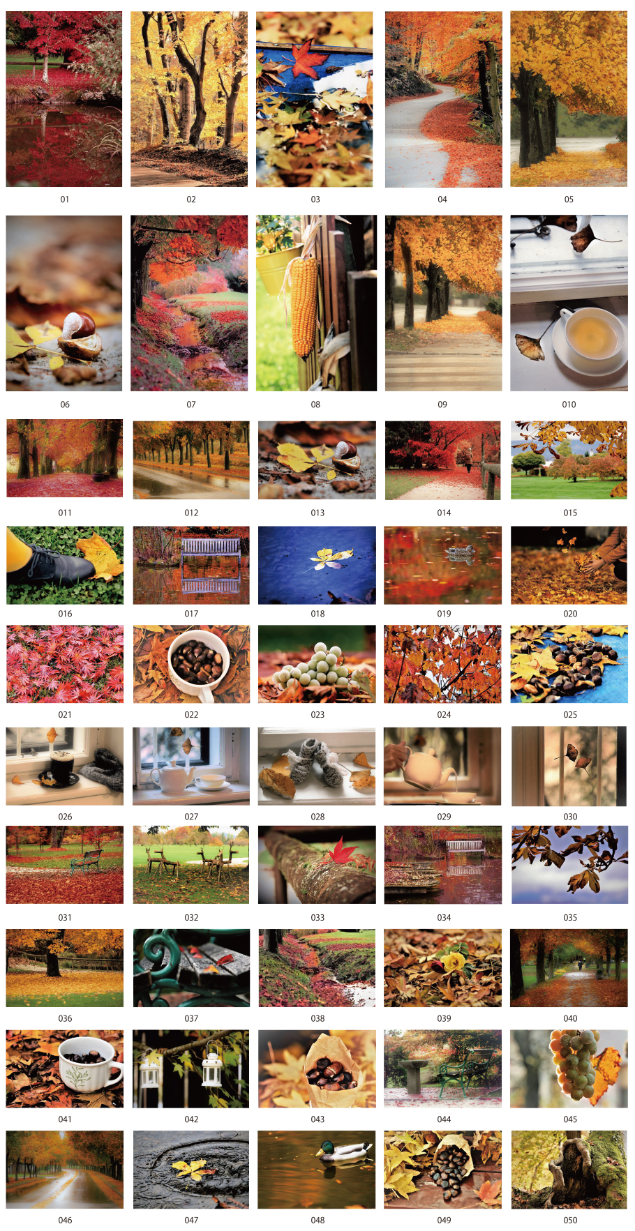 美しい秋の風景写真素材