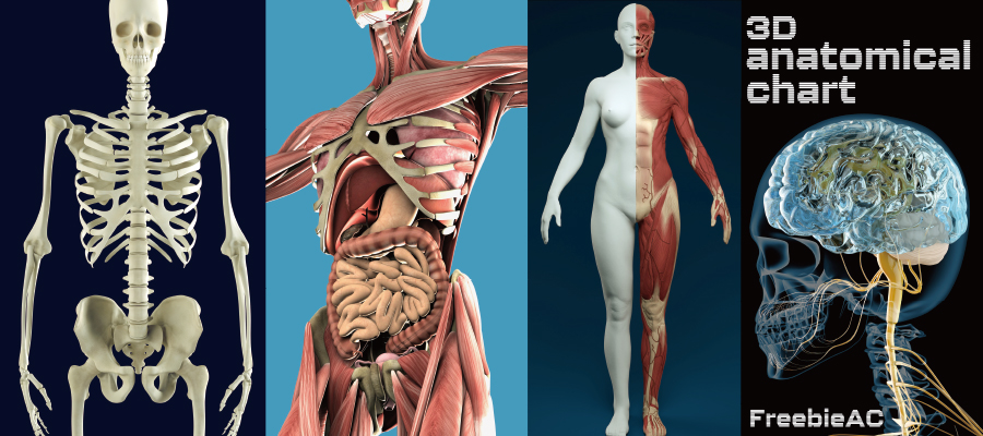 3d臓器解剖図cg素材集 無料素材ならフリービーac