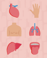 Human body parts icon