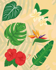 熱帶植物插圖合集