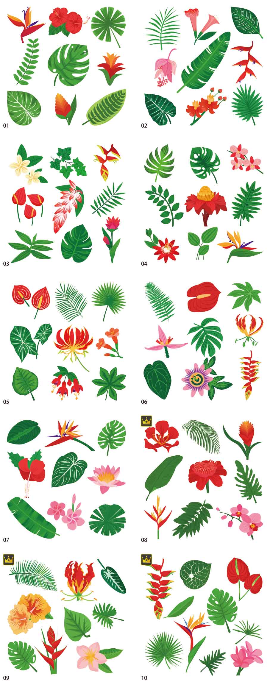 Tropical botanical illustration collection