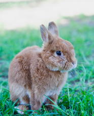 Rabbit photos