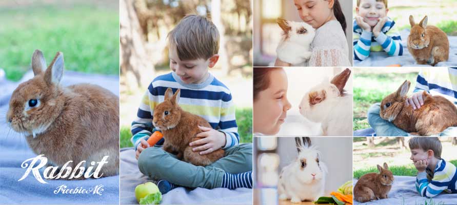 Rabbit photos
