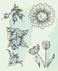 Monochrome botanical art illustration