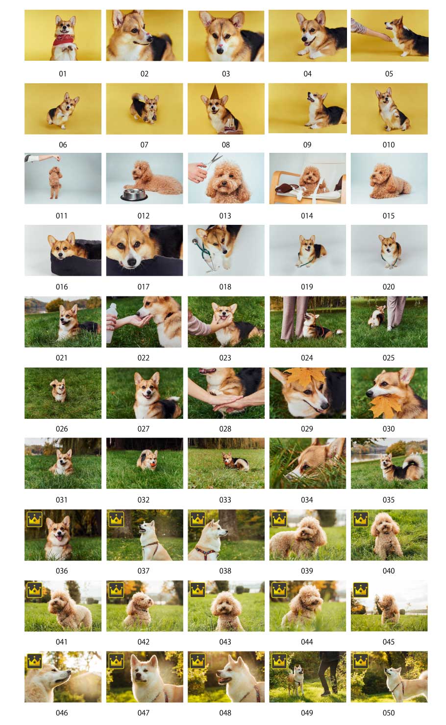 Hình ảnh những chú chó