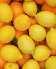 オレンジ・レモンの写真