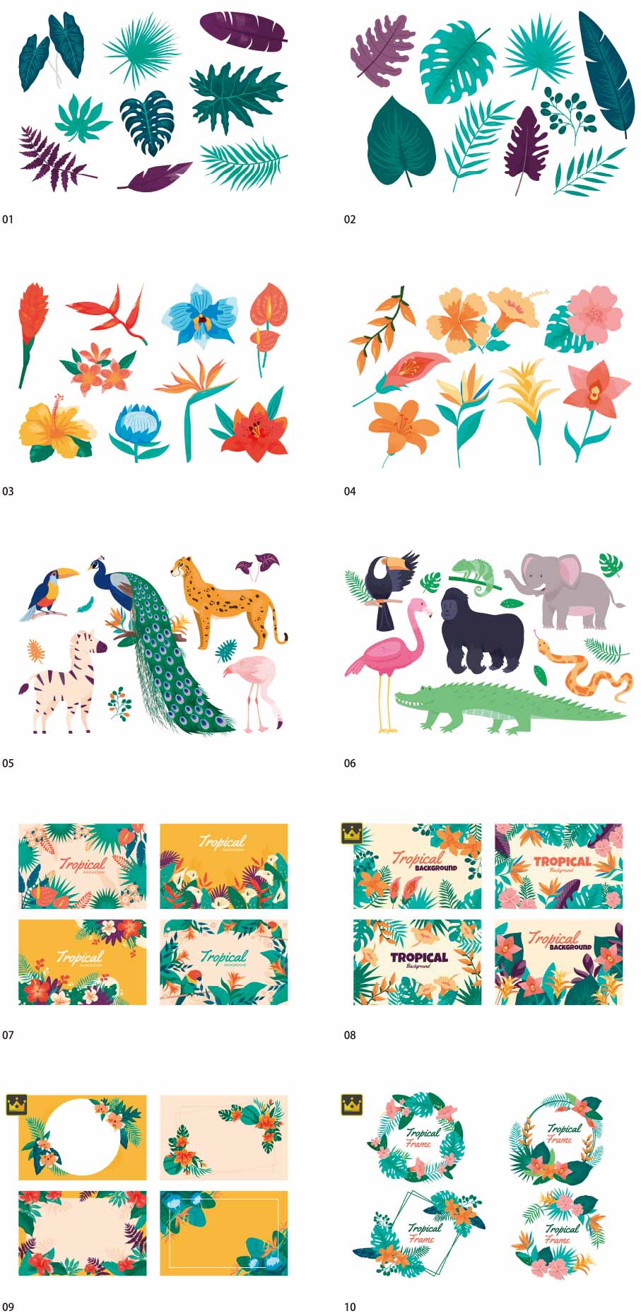 tropical illustration collection