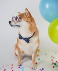 犬と猫のパーティーの写真