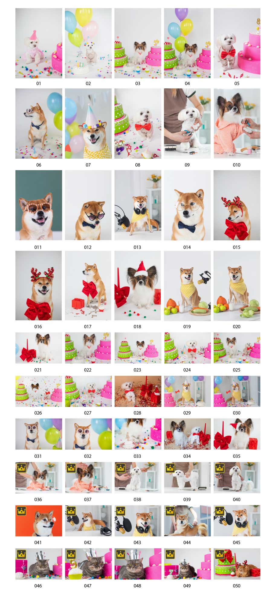 개와 고양이 파티 사진